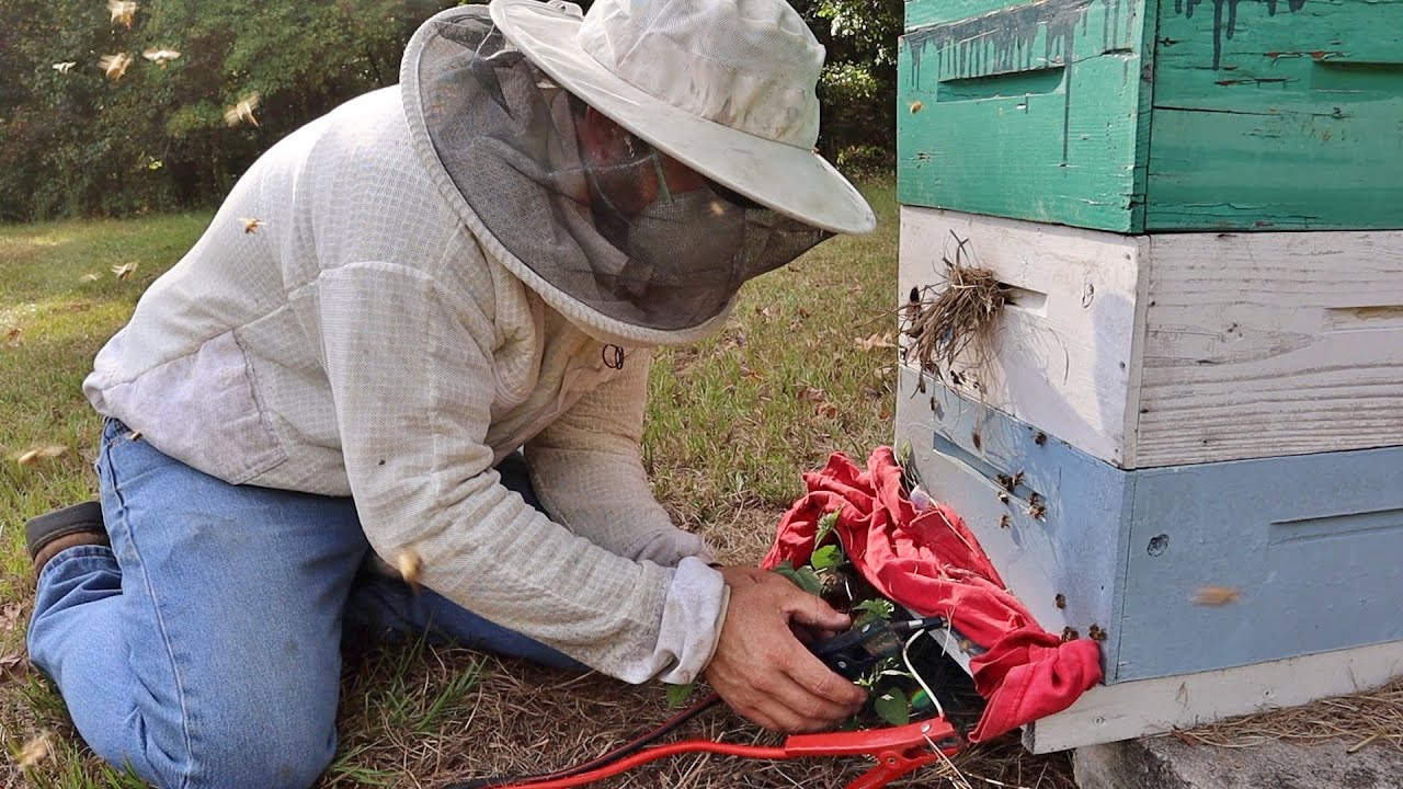 How I Make Healthy Winter Bees