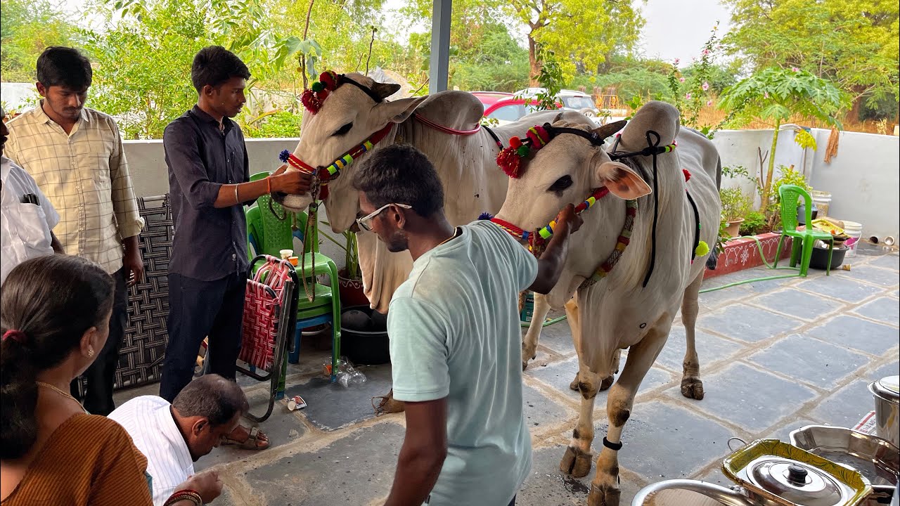గంగ జాతర... దేవర ఎద్దుల పూజ