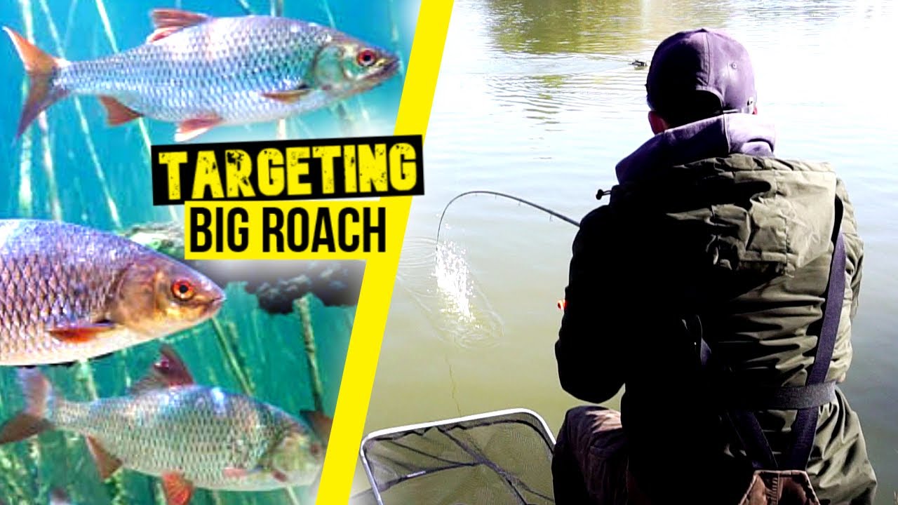 BIG WINTER ROACH FISHING SESSION