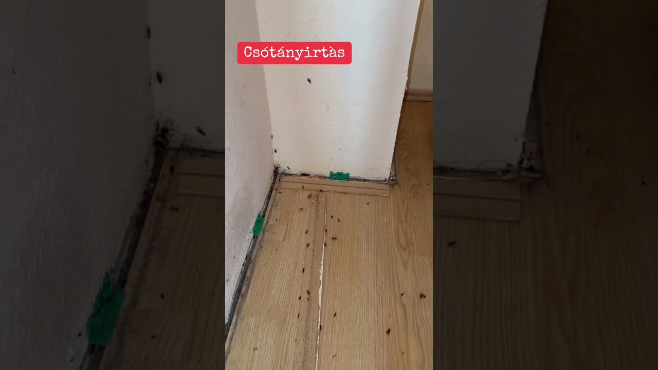 Cs&oacute;t&aacute;nyirt&aacute;s szeg&eacute;lyl&eacute;cn&eacute;l &ndash; n&eacute;zd, ahogy előb&uacute;jnak!