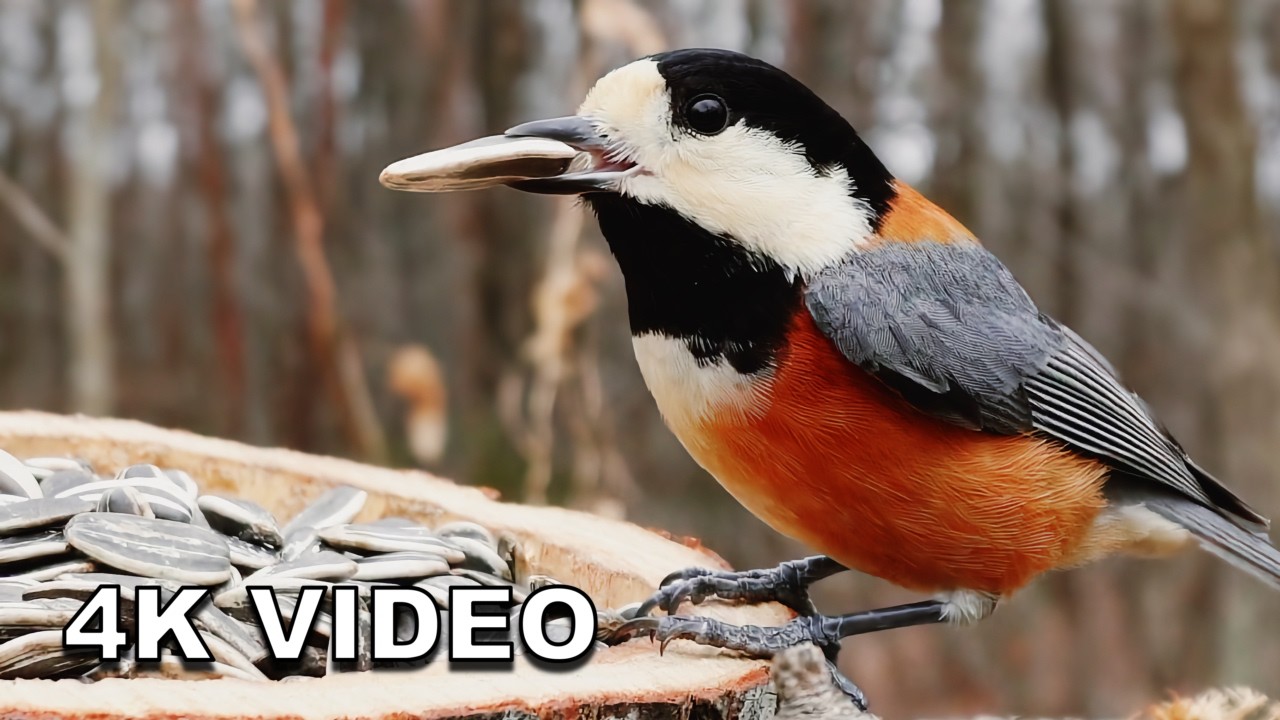 [4K] 100 MINS Beautiful Wild Birds | Ultimate Cat TV & Nature ASMR (42°F / 5.7°C)