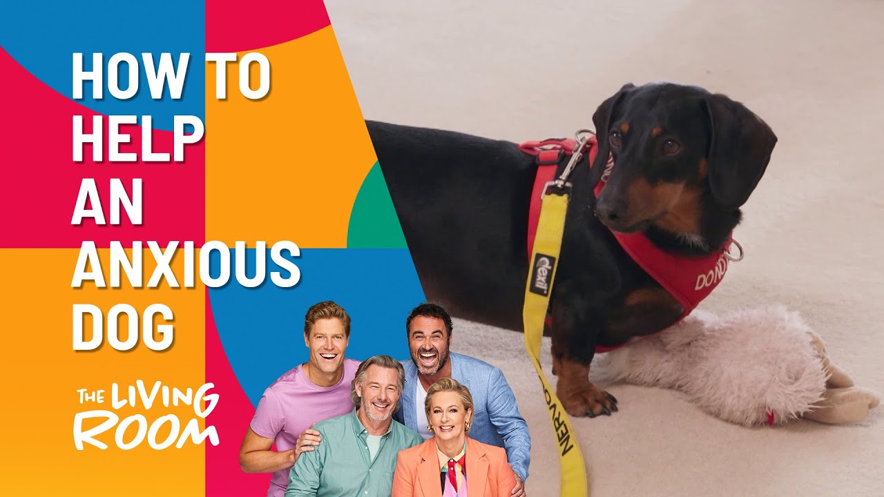 Dr Chris Helps An Anxious Dog | The Living Room | Channel 10