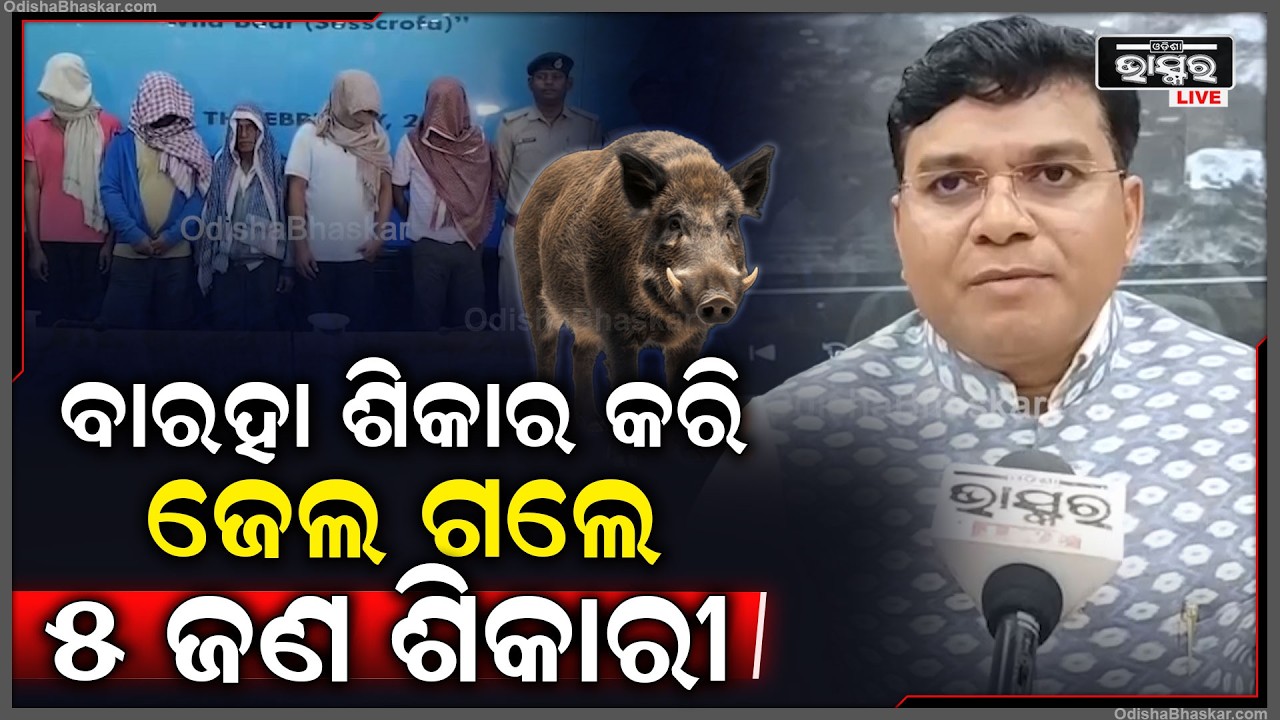 ଜାଗର ଦିନ ବାରହା ଶିକାର କରି ଘରେ ଲୁଚି ଥିଲେ, ଘର ଭିତରେ ପଶି ୫ ଶିକାରୀଙ୍କୁ ବାନ୍ଧିଲା ପୁଲିସ...