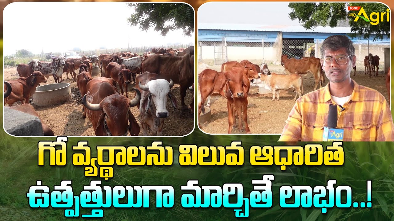 Cow Dairy Farm | గో వ్యర్థాలను విలువ ఆధారిత ఉత్పత్తులుగా మార్చితే లాభం..! Tone Agri