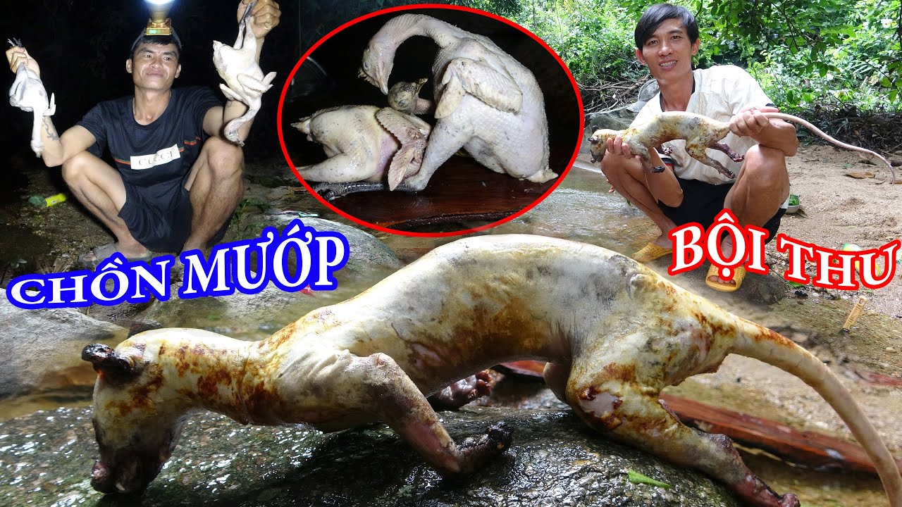 THĂM B.ẪY ĐƯỢC CHỒN HƯƠNG, SĂN BẮT, NGỦ RỪNG, CUỘC SỐNG TRONG RỪNG - T8