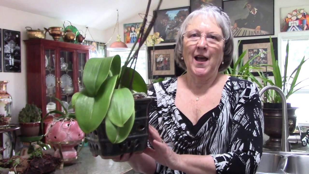 Tips for your orchids, keeping leaves firm and shiny, and healthy in winter
