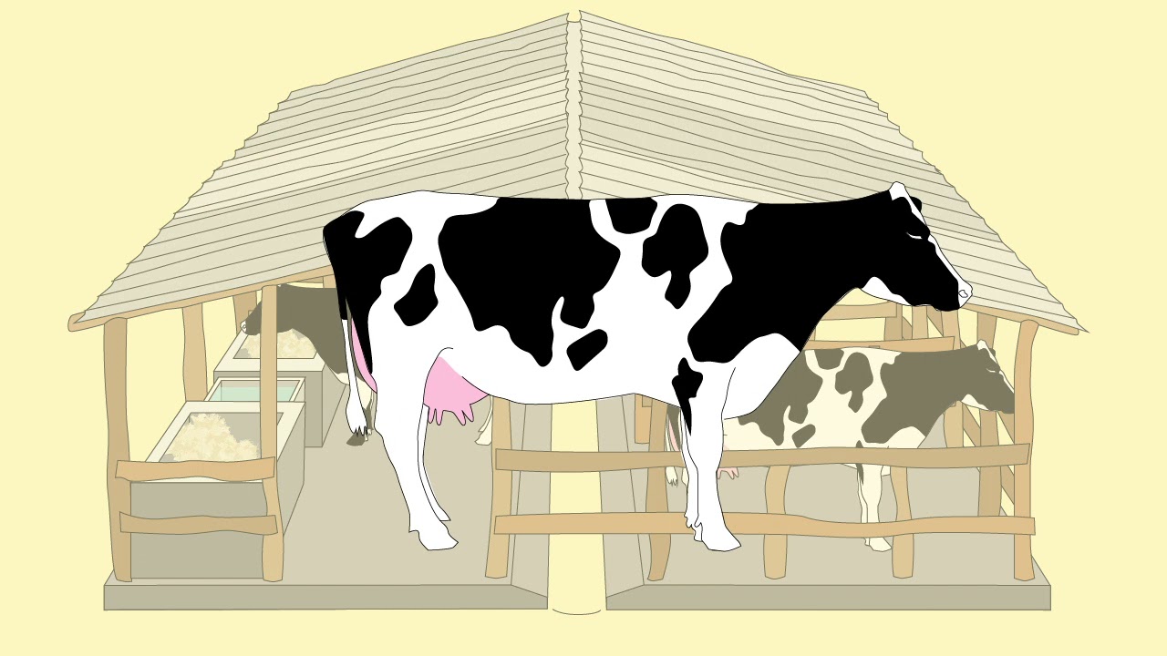 09  Hygiene in the shed  Let the cows tell you!