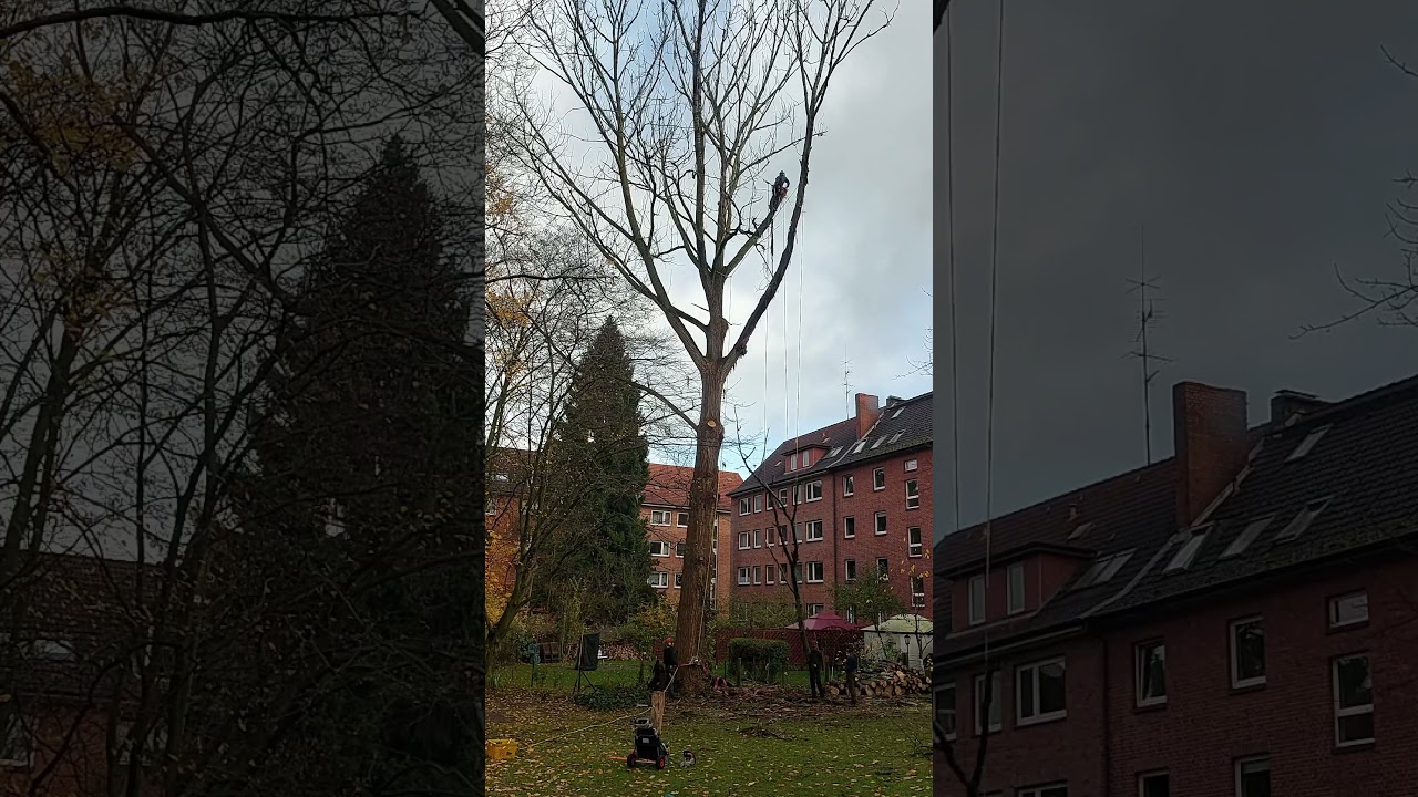 Mein Freund der Baum...