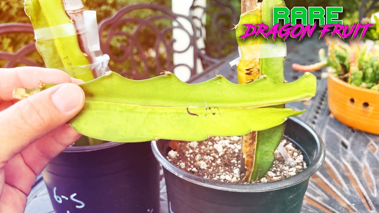 My DRAGON FRUIT Somatic Fusion Journey / Can I Recreate this GRAFT ? / The Inspiration and How