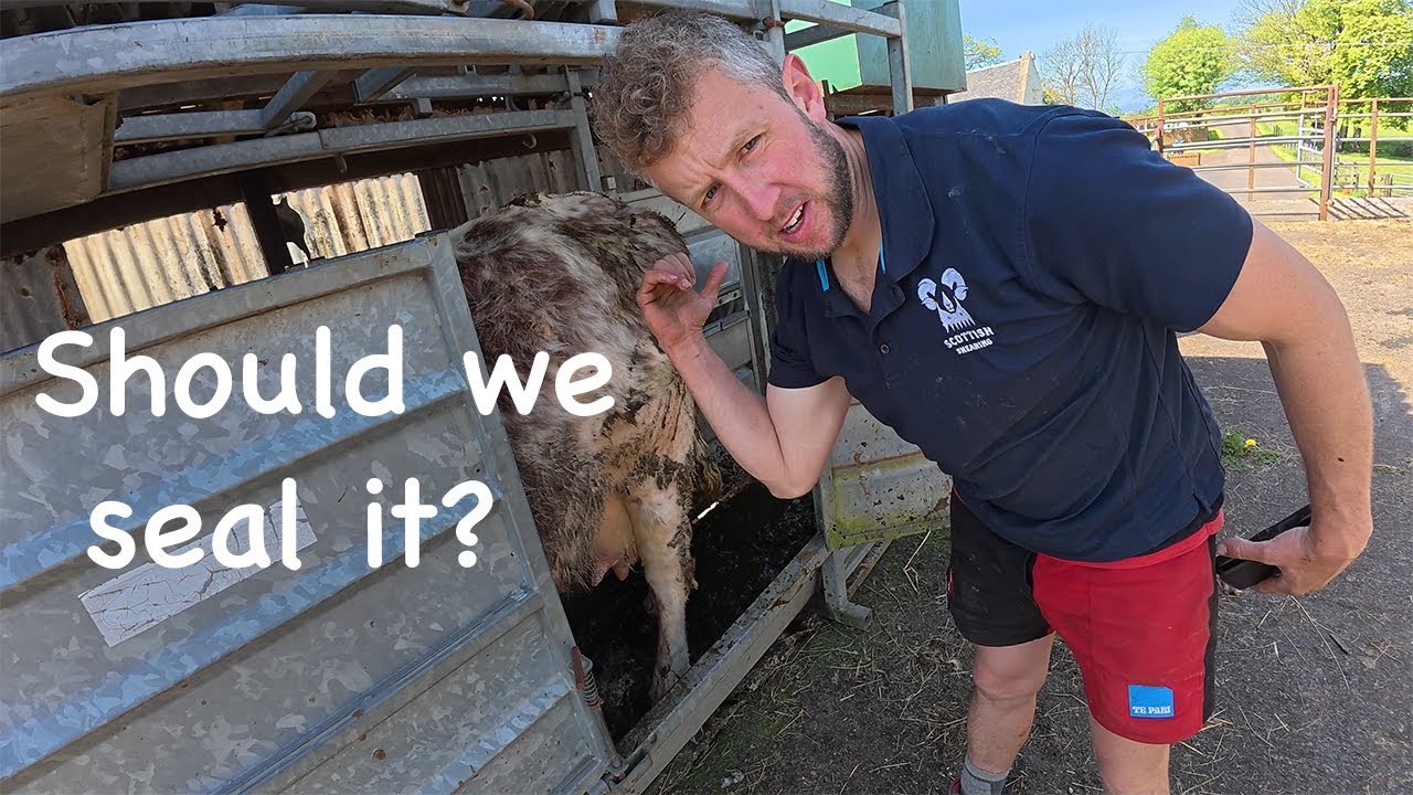 Mastitis in cows and sheep!