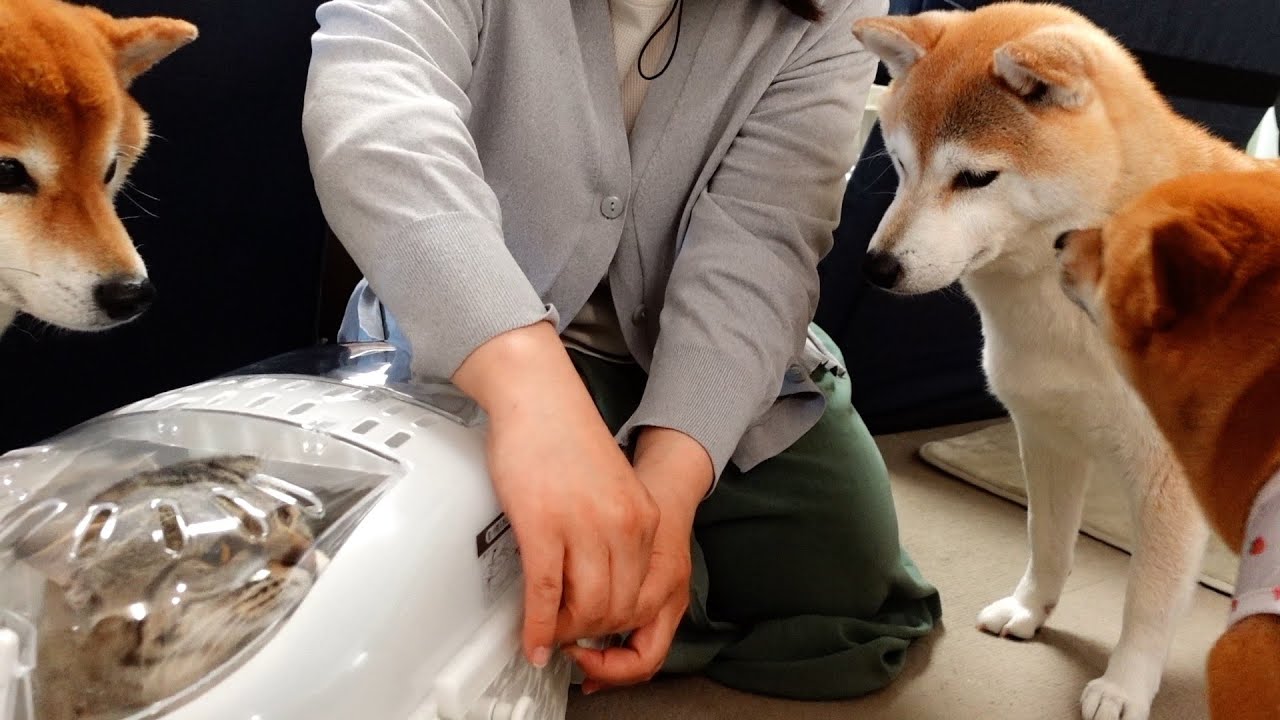 我家の柴犬の新たな生活に向けた　はじめの一歩