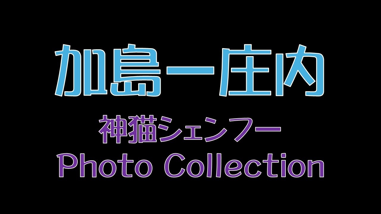 加島ー庄内　神猫シェンフー　Photo Collection