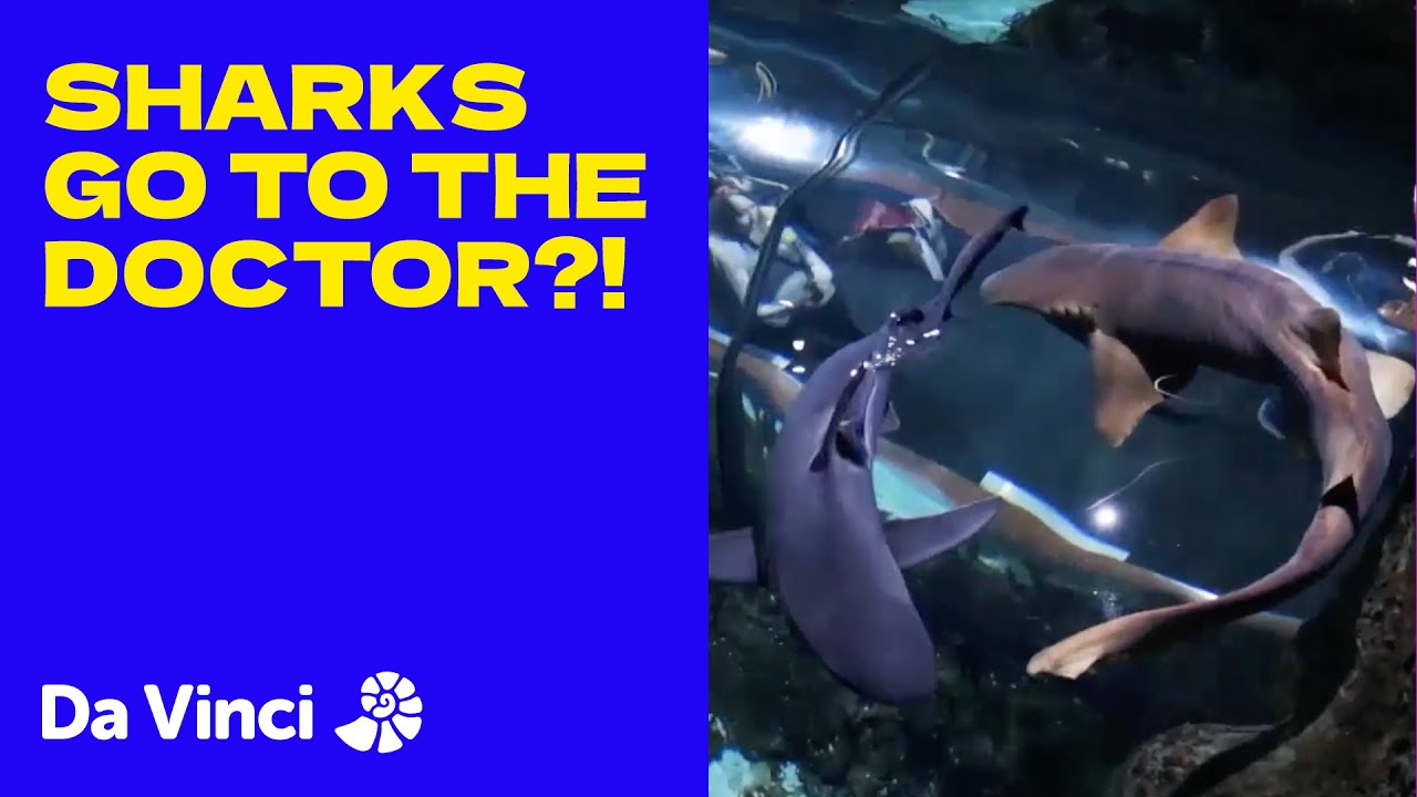 Training Sharks To Go to the Doctor! | Animal Embassy