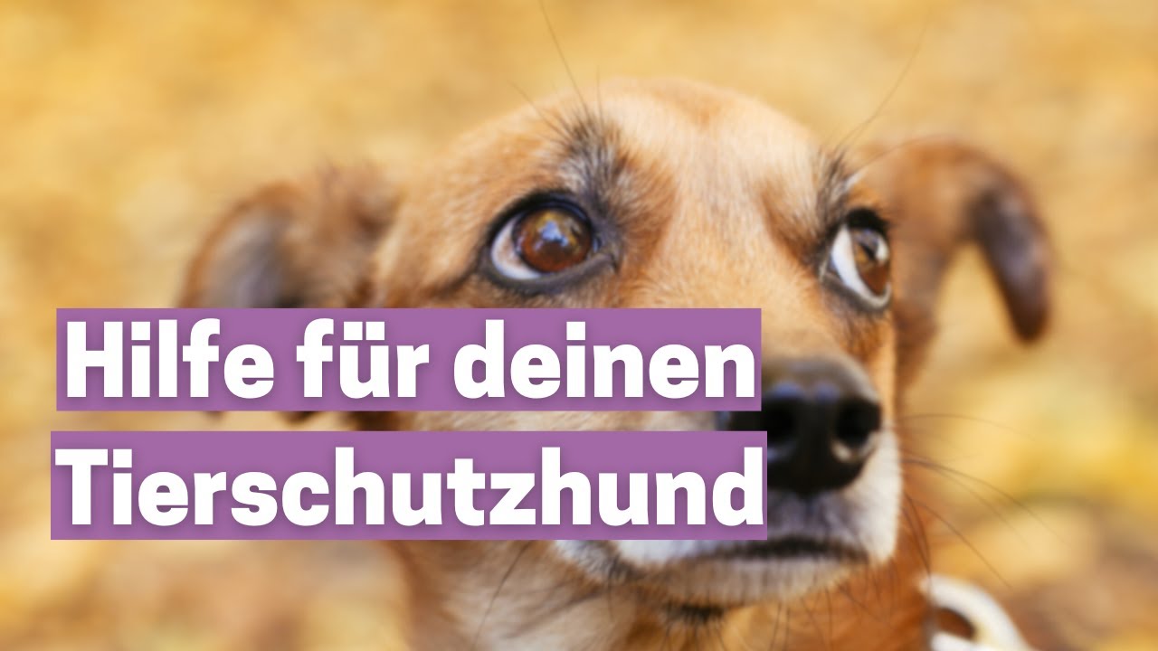 Erfahre, was dein Tierschutzhund erlebt hat!