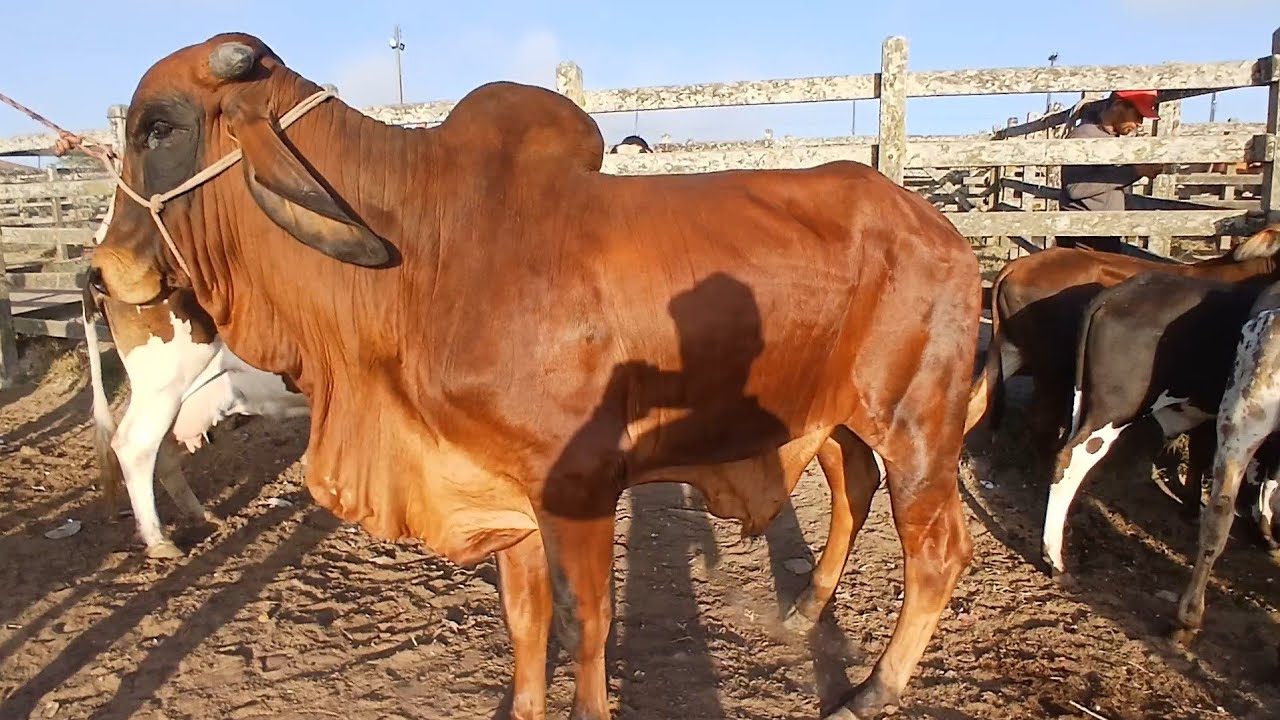 FEIRA DO BEZERRO E BOI EM CAPOEIRAS PERNAMBUCO DIA 07 novembro de 2025
