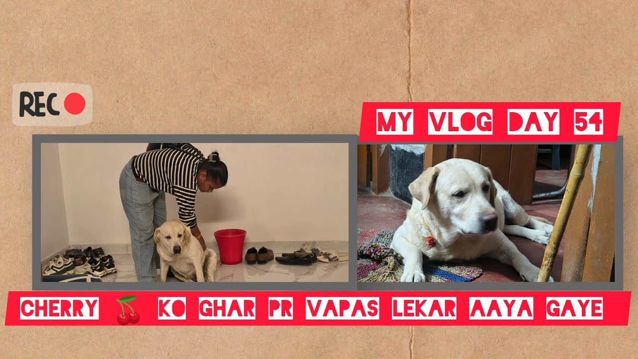 My vlog day 54 / cherry ko ghar pr vapas lekar aa gaya 🐶 #DailyVlog #YouTubeChannelRahulKiDuniya