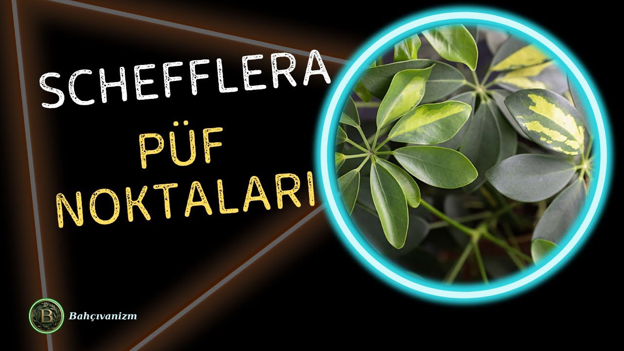 Şeflara &Ccedil;i&ccedil;eği Bakımı İ&ccedil;in 5 Altın Kuralı Biliyor Musun?