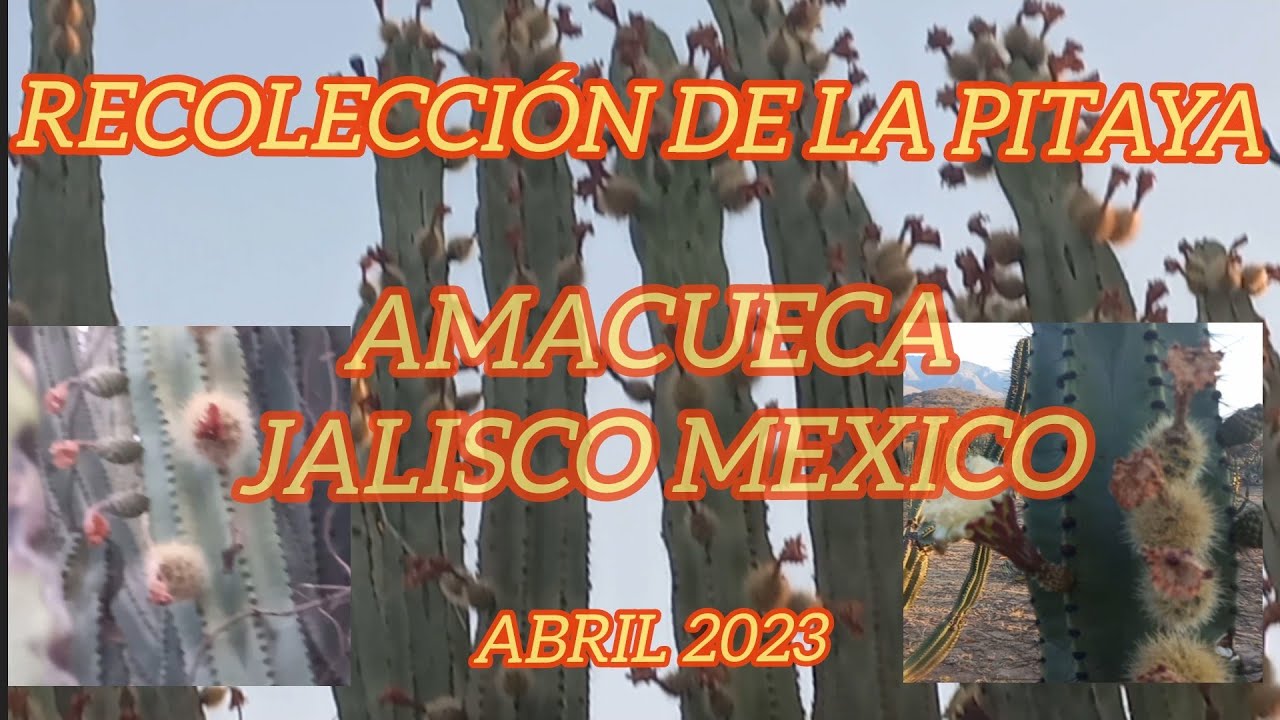 RECOLECCION DE LAS PITAYAS EN AMACUECA JALISCO.
