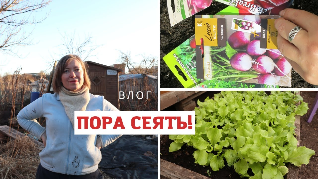 Что посеять в теплицу ранней весной? Подготовка грядок