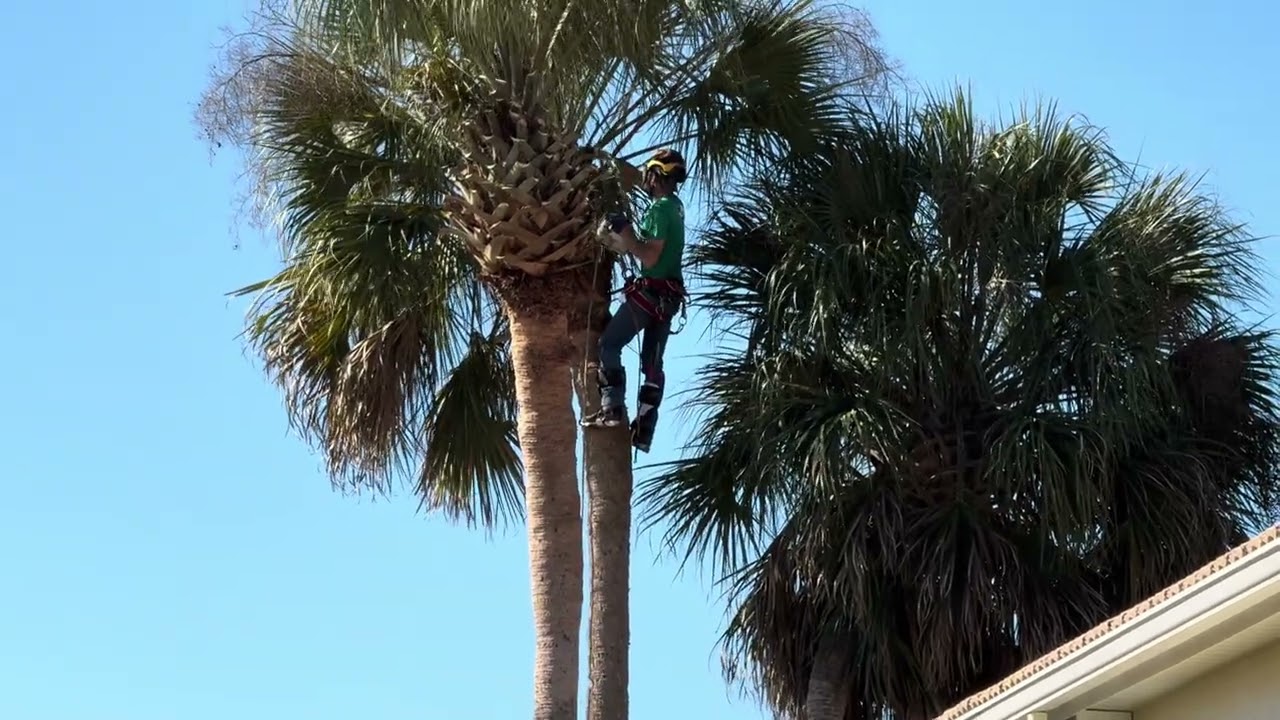 Palm tree trimmer 