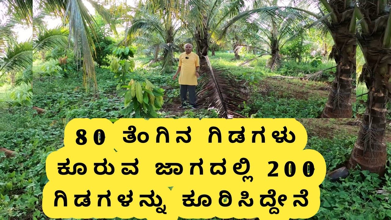 ಎರಡು ಎಕರೆಯಲ್ಲಿ 200 ತೆಂಗಿನ ಗಿಡಗಳನ್ನು ಕೂರಿಸಿದ್ದಾರೆ... ಇದು ಪ್ರಫುಲ್ ಚಂದ್ರರ ಮಾದರಿ... 18 18ಕ್ಕೆ ಜೋಡಿ ಸಾಲು