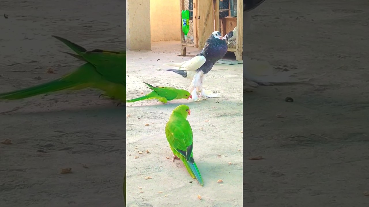 parrot vs Pigeon #funnyparrot #shortvideo #fancypigeon