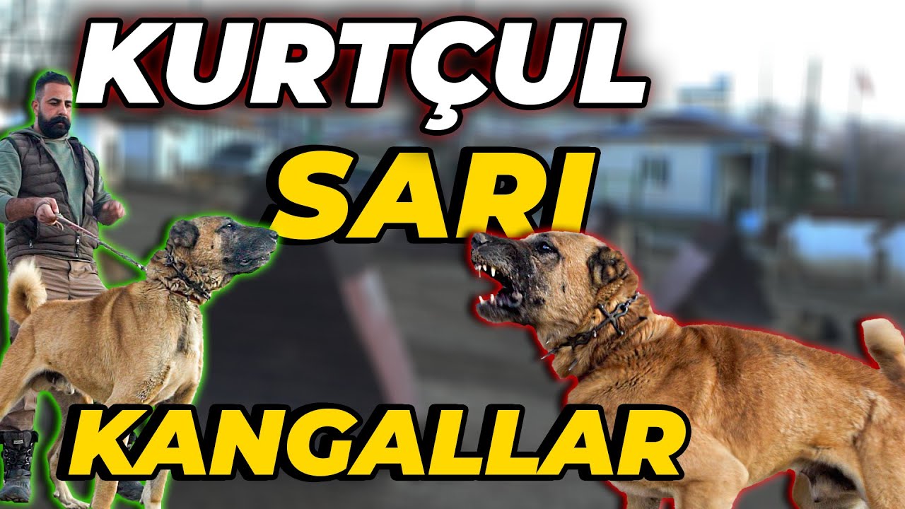 500.000 TL DEĞERİNDE KÖPEKLERİN OLDUĞU KANGAL ÇİFTLİĞİ! - Altın Kangal Köpek Çiftliği