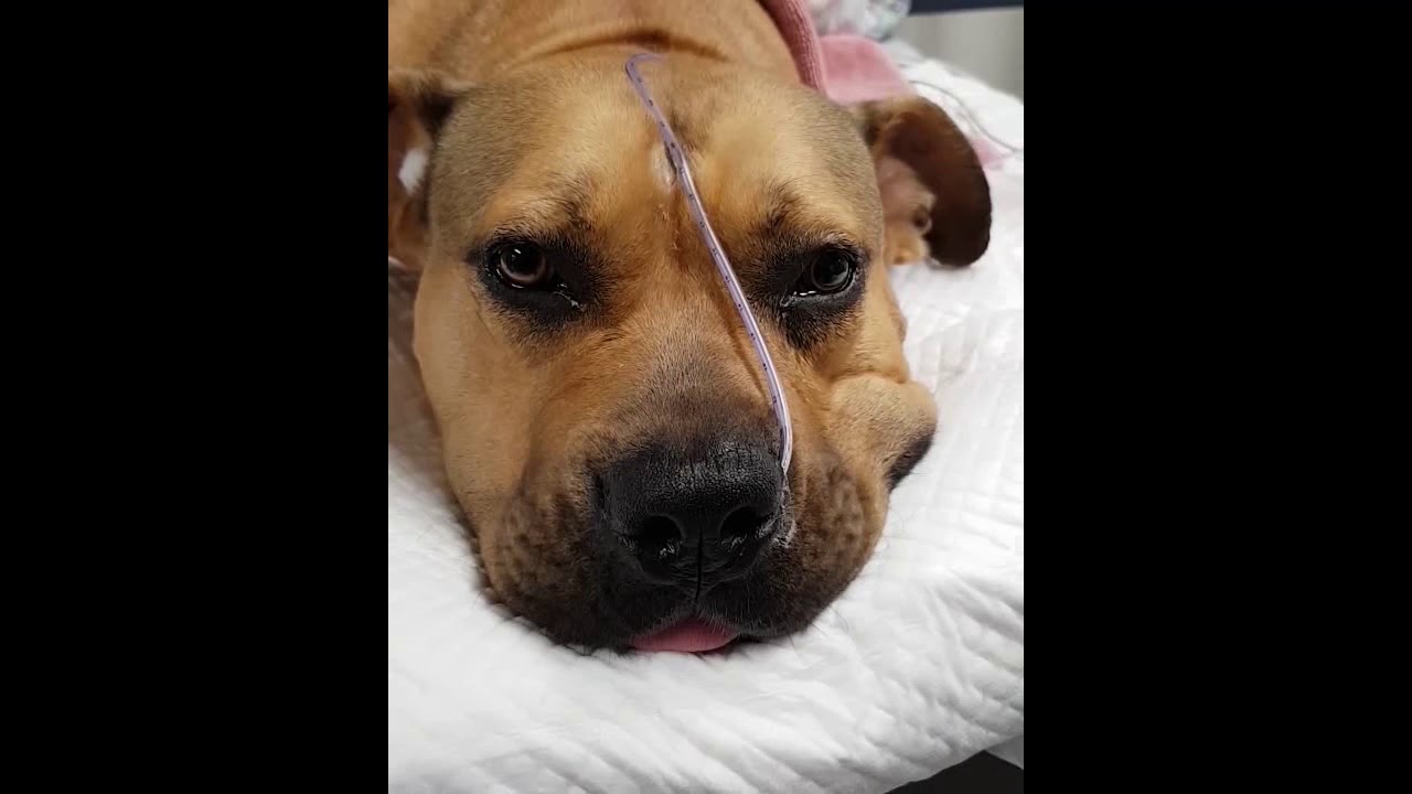 Animal Emergency Service Jindalee - Bruno & the Brown Snake