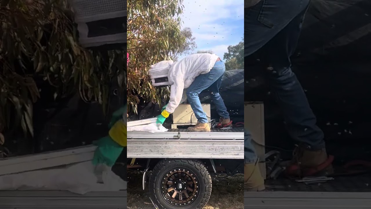Tony Bradbery Skinny Bee Man swarm catch