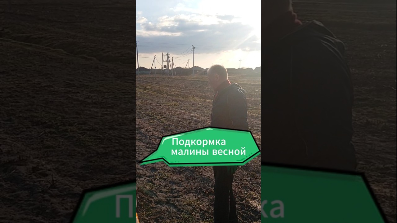 Подкормка малины весной. Весенняя подкормка малины. Подкормка малины ранней весной - Ягода Беларуси