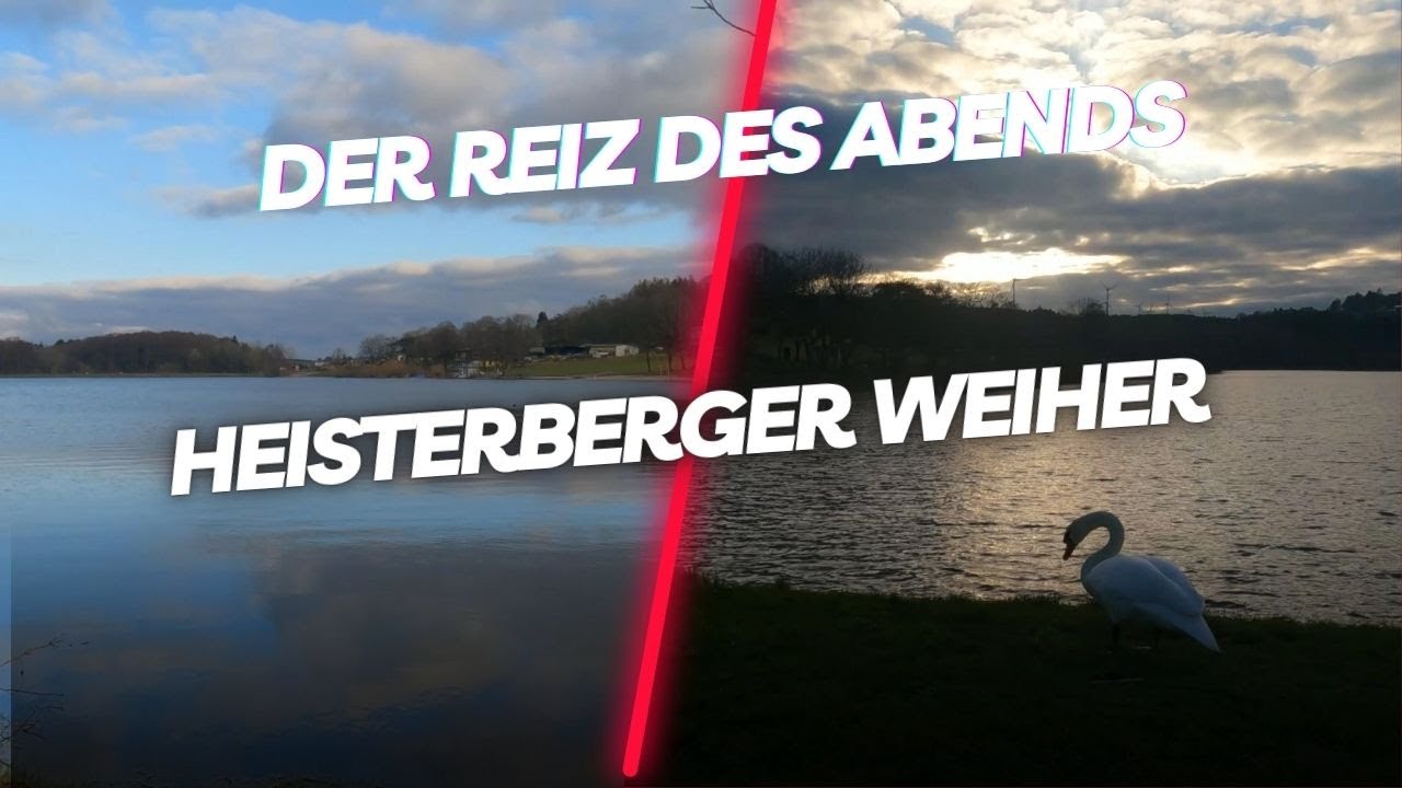 Heisterberger Weiher Abendrunde | Gänse oder Schwäne | Abendsonne