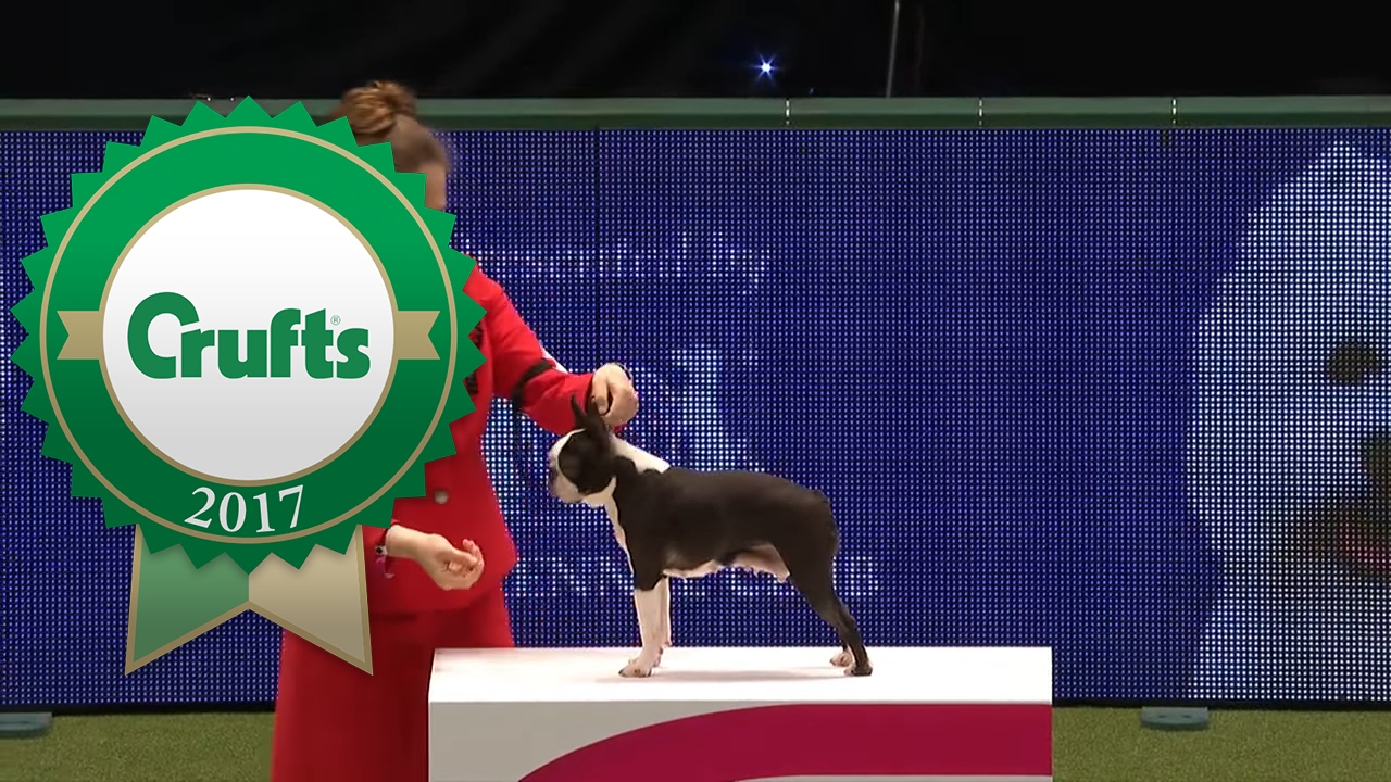 International Junior Handling - Part 3/4 | Crufts 2017