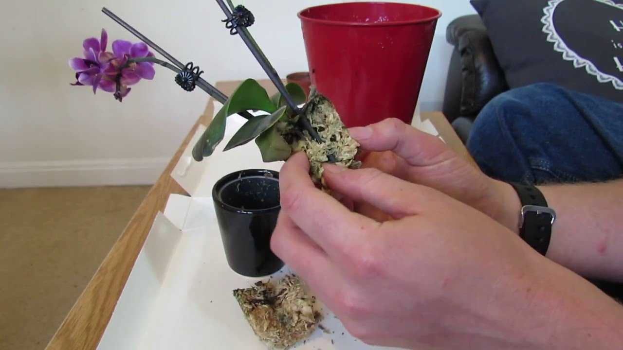 Repotting Miniature Phalaenopsis Orchid