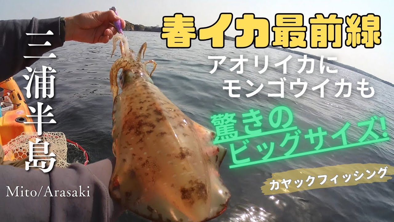 三浦半島 「春イカ最前線」 アオリイカ 1.6Kにモンゴウイカ 2.1Kの驚きのビッグサイズ！カヤックフィッシング, エギング, ティップラン,
