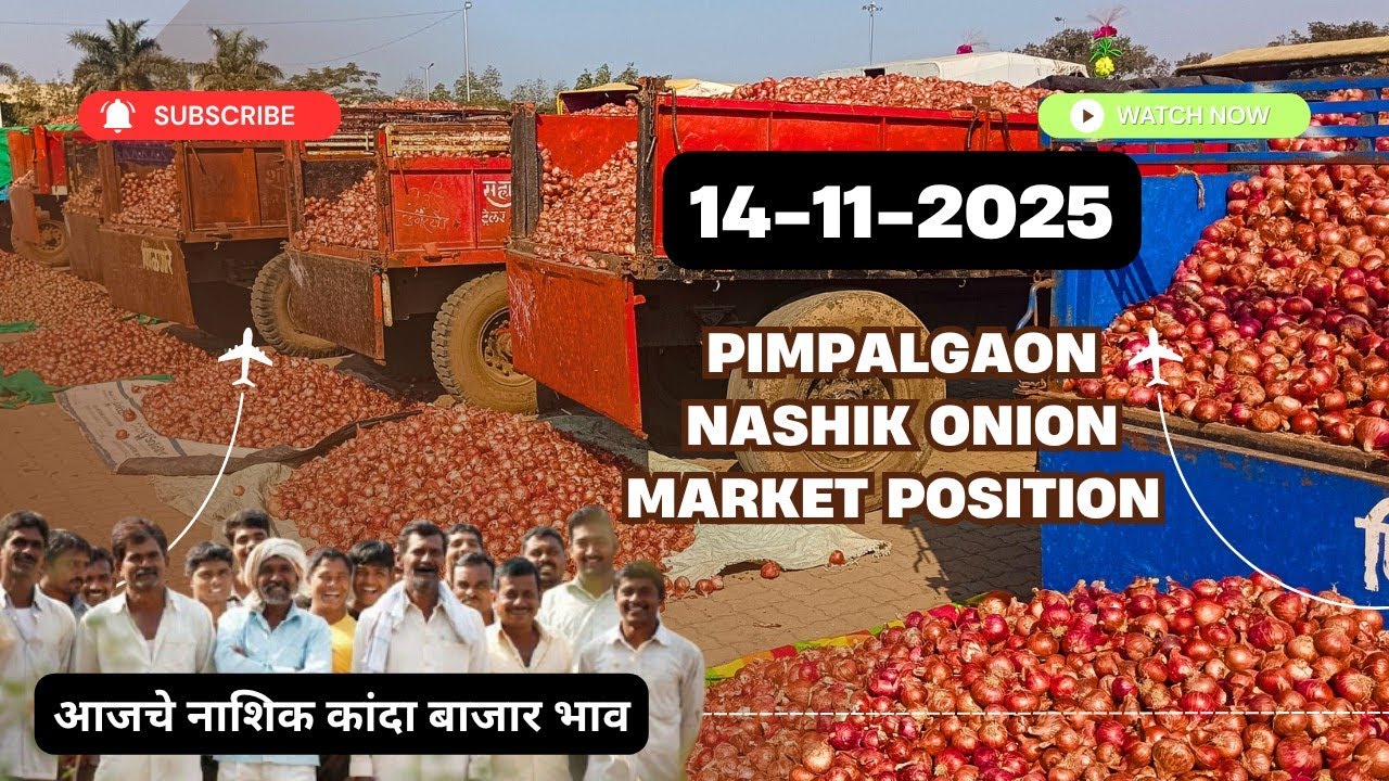 Nashik Onion Market Positions,  Rates and insights | GREEN SOURCE 14-11-2025