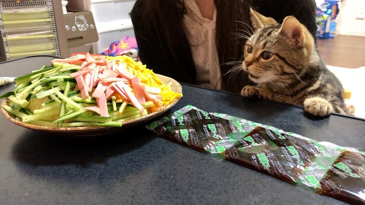 巨大冷やし中華の香りに耐えられず邪魔しに来てしまった猫ｗ