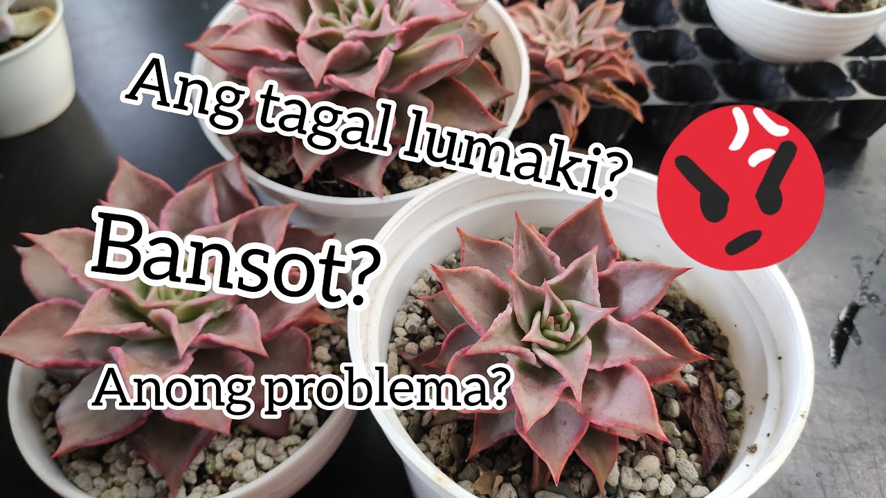 Bakit Ang Tagal Lumaki ?