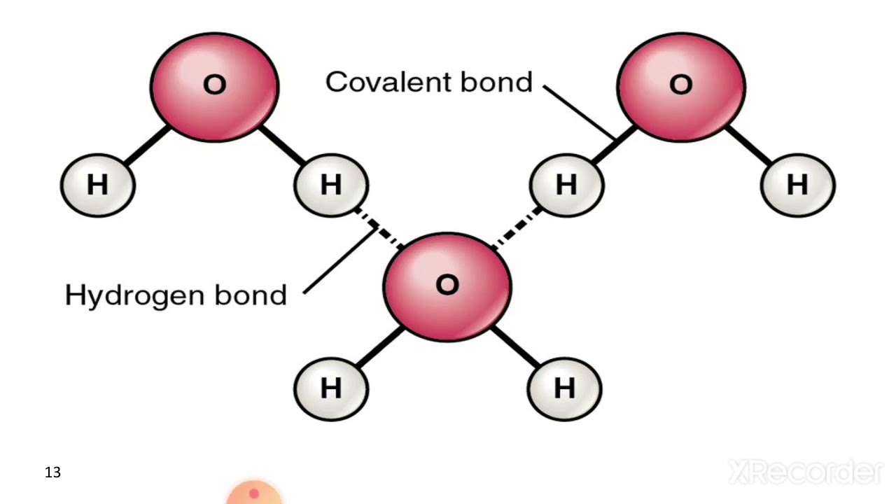 بيوكيم الشابتر الاول الجزء الثالث  Hydrogen bond