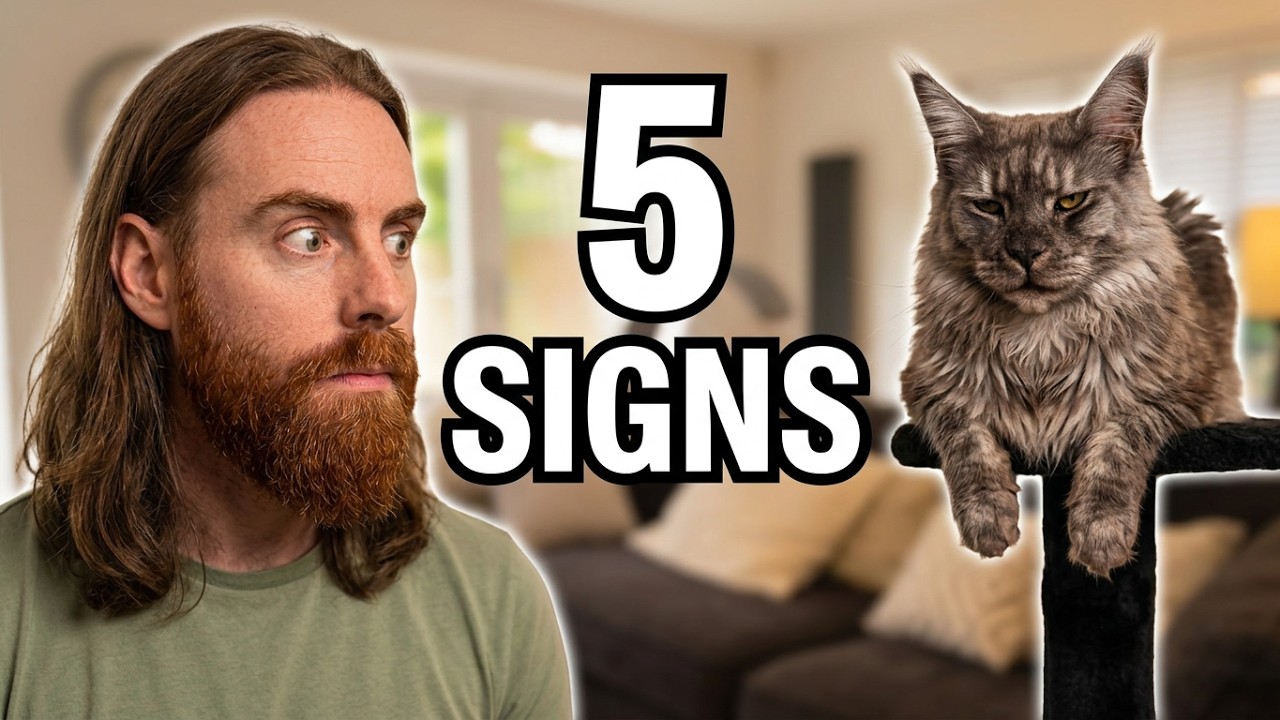 5 Symptoms of a BORED CAT 😿 (and What to Do)!