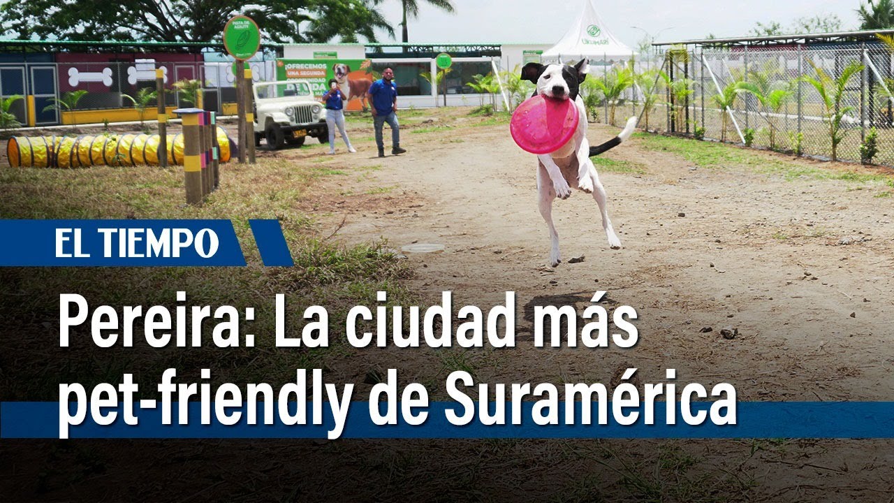 ¿Por qué Pereira es la ciudad más pet-friendly de Suramérica? | El Tiempo