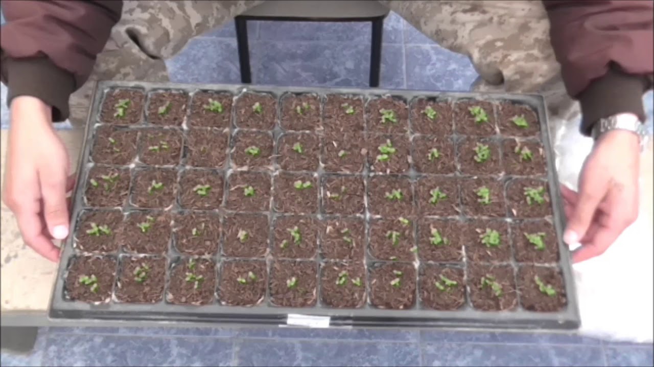 COMO SEMBRAR PLANTAS DE PENSAMIENTO (Violas)