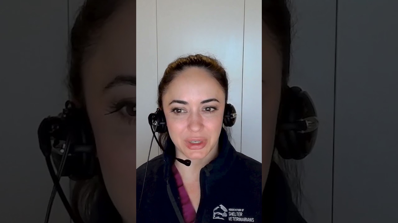 Needle Replacement Before Dog Vaccinations: What the Science Really Says