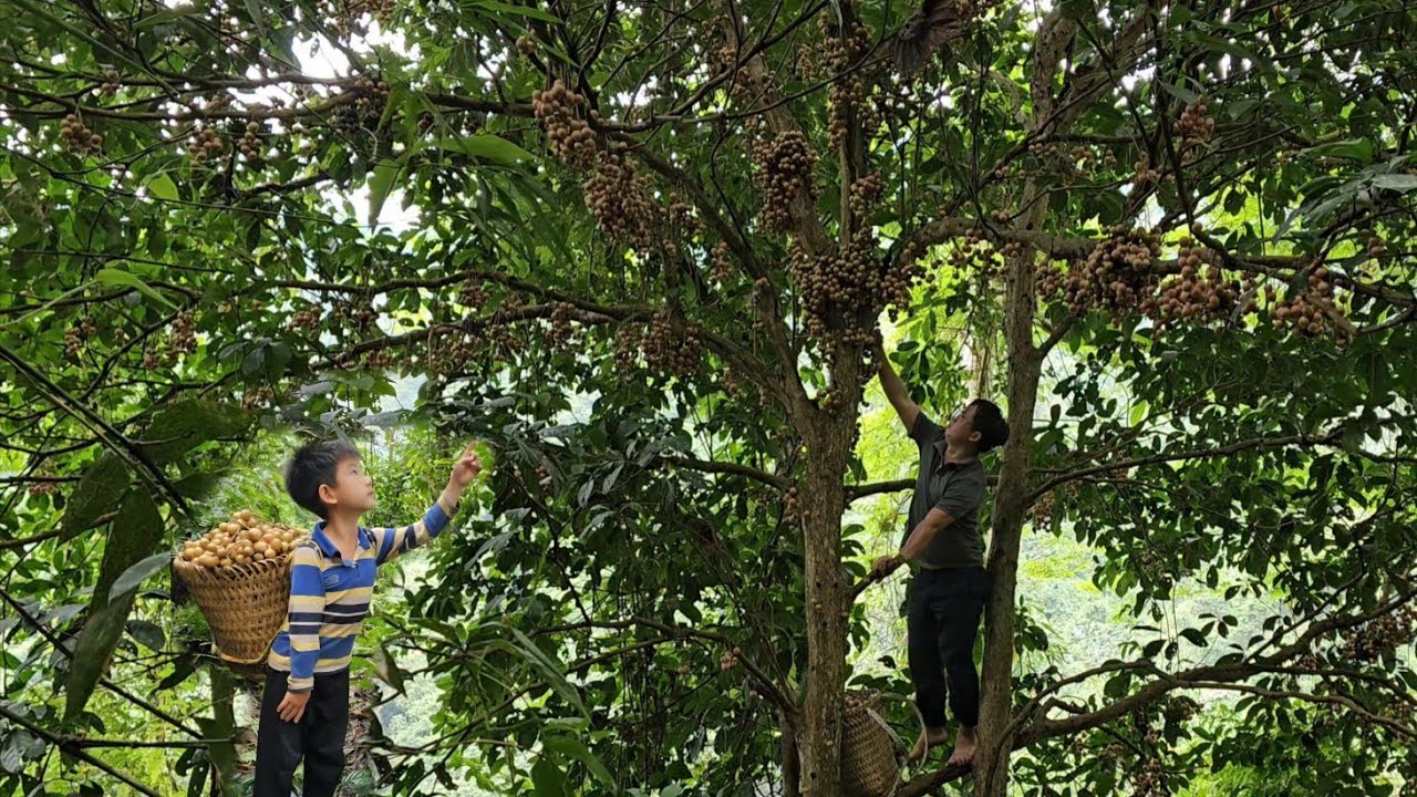 Harvesting forest fruits goes to the market sell/Trieu Khang.