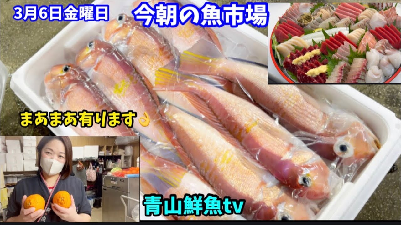 【仕入れ🐟】今朝の魚市場3月6日金曜日の水揚げ状況