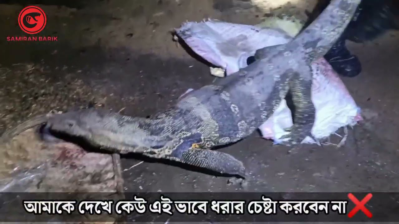 জানেন কি?গুইসাপ কামড়ালে কি ক্ষতি হয়|indian monitor lizard|rescue monitor lizard|