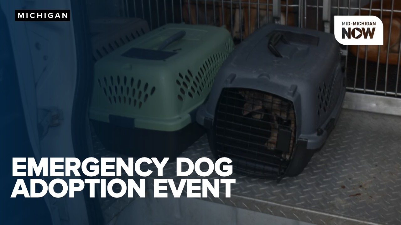Genesee County Animal Control having $10 dog adoption event after dozens of dogs rescued
