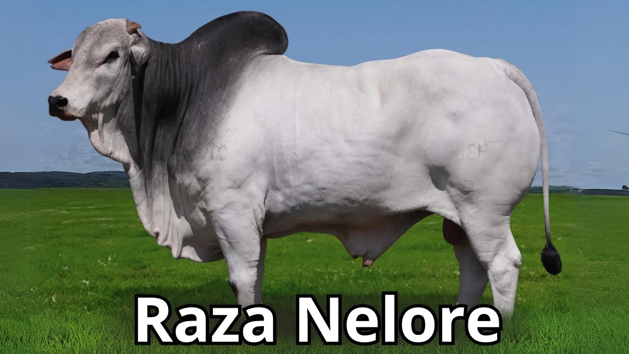 Raza Bovina Nelore: Una raza para carne campeona en rusticidad.