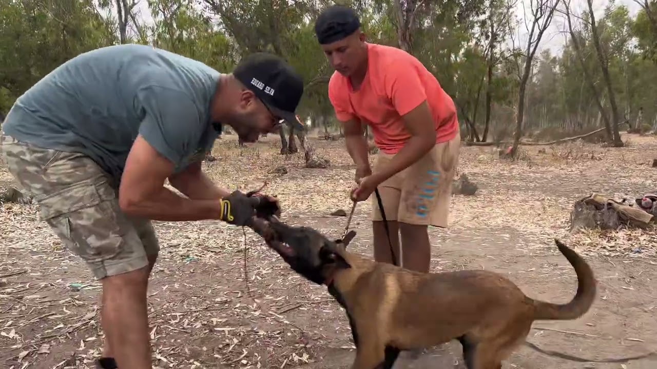 Dressage de malinois تدريب كلب مالينوا على الشراسة