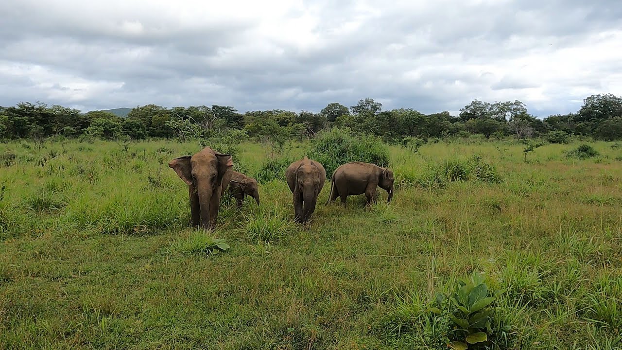 Holiday in Sri Lanka 2023 🏝🏞🐒🐘