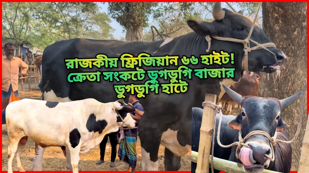 রাজকীয় ফ্রিজিয়ান ৬৬ হাইট!ক্রেতা সংকটে ডুগডুগি বাজার ডুগডুগি হাটে! #chuadangacattlemarket #cowprice